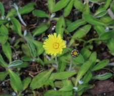 Image of Mouse-ear-hawkweed