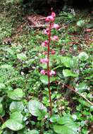 Image de Pyrola asarifolia Michx.