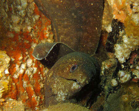 Image of False spotted moray