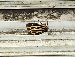 Image of Harnessed Tiger Moth