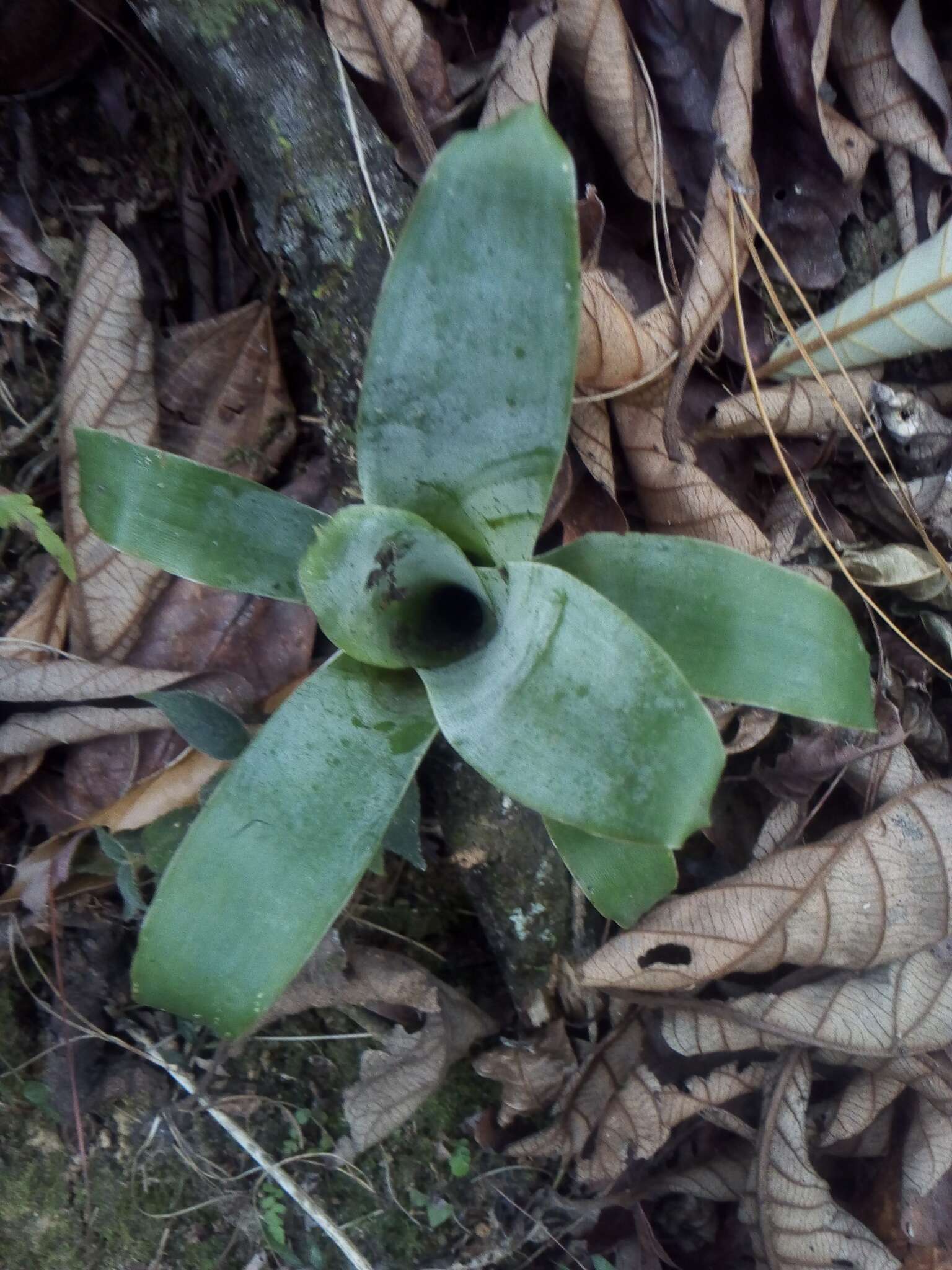 Image of Tillandsia deppeana Steud.