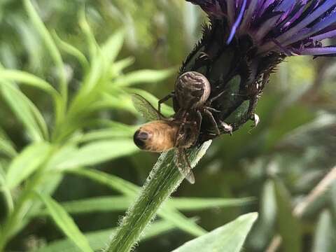 Image of common crab spider