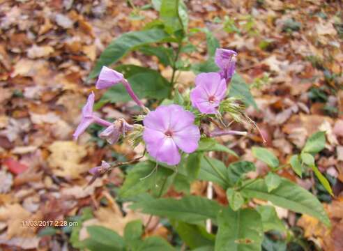 Image of fall phlox