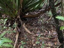 Image of Collared Nightjar