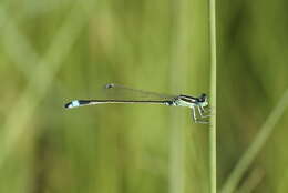 Image of Senegal bluetail