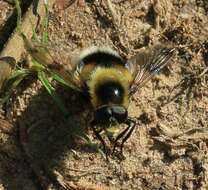 Volucella bombylans (Linnaeus 1758) resmi