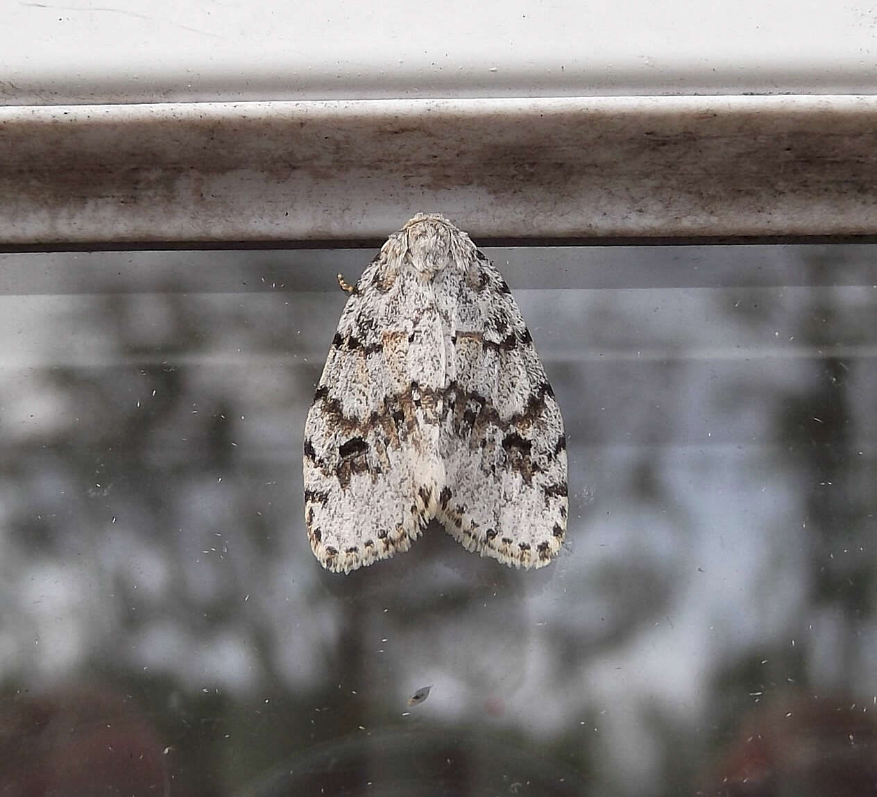 Image of Little White Lichen Moth