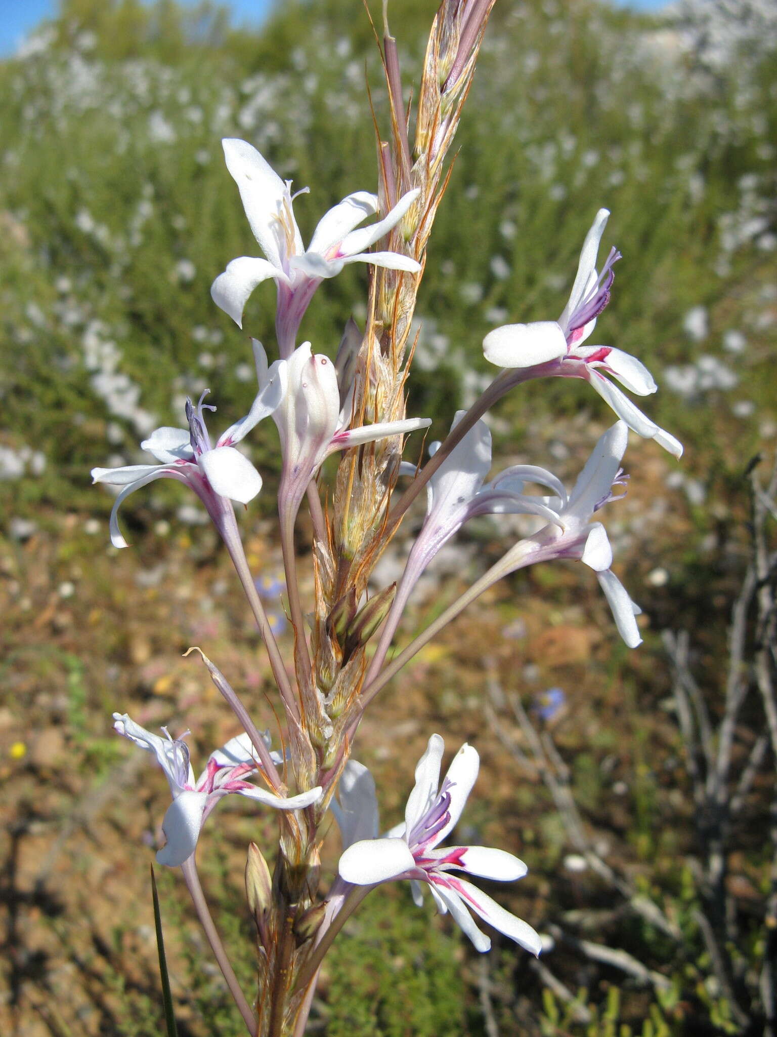 Image of Babiana spathacea (L. fil.) Ker Gawl.