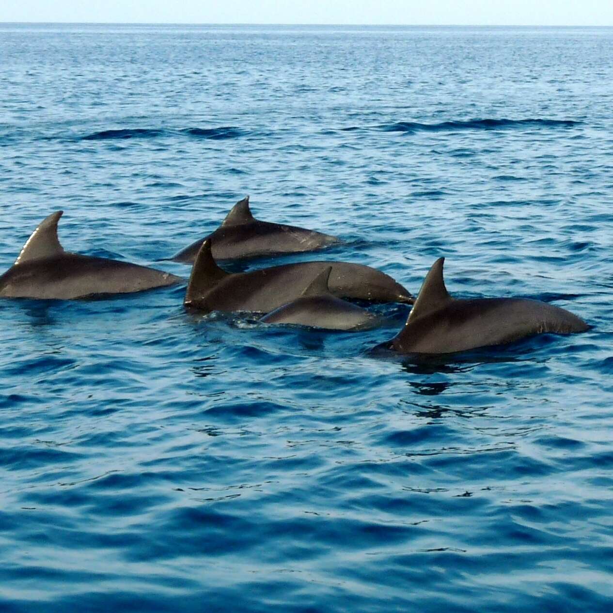 Image of Indian Ocean Bottlenose Dolphin