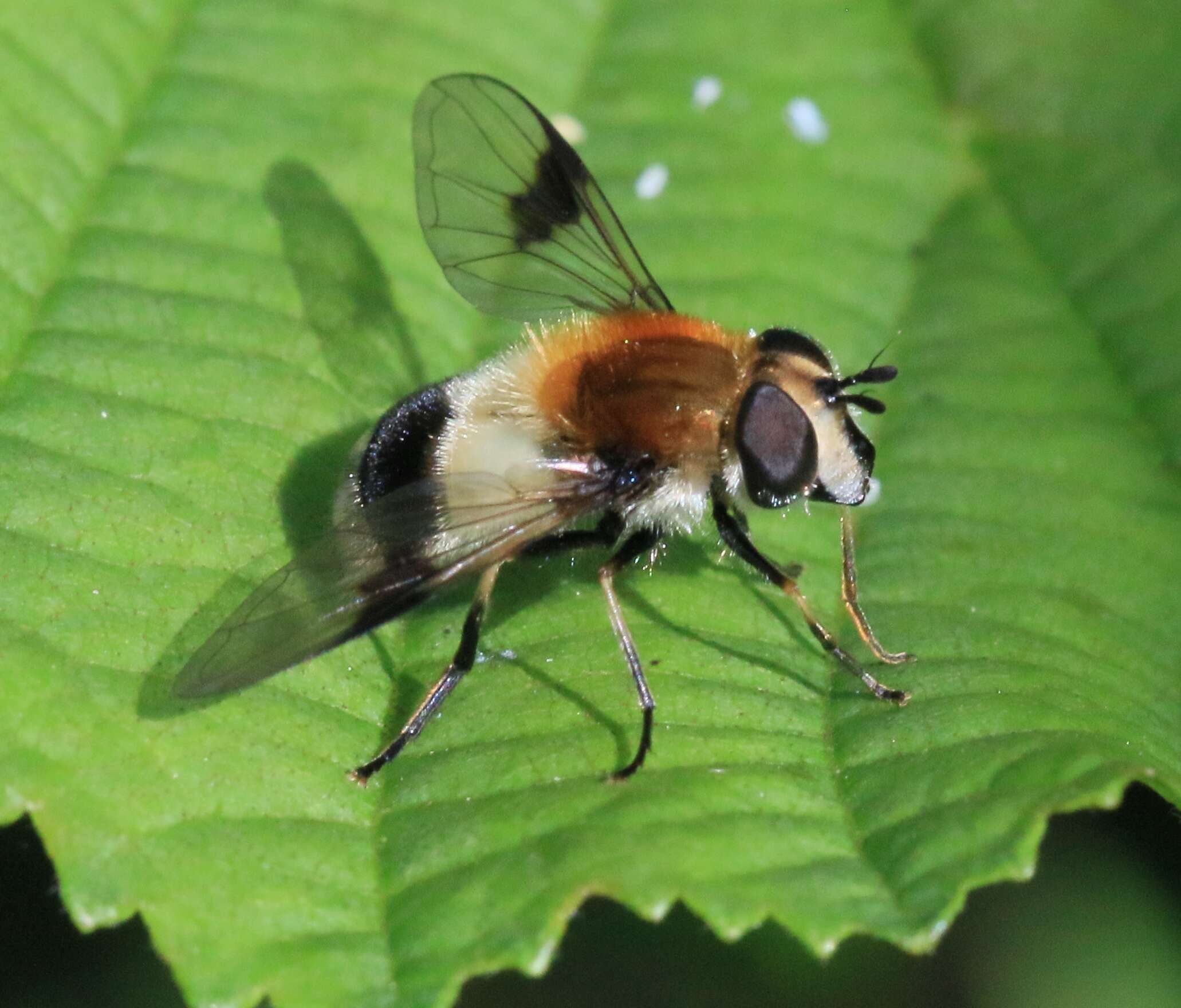 Image of Leucozona lucorum (Linnaeus 1758)