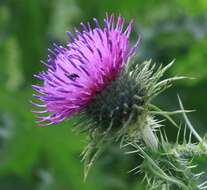 Image of curly plumeless thistle