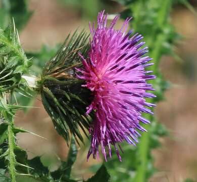 Image of curly plumeless thistle