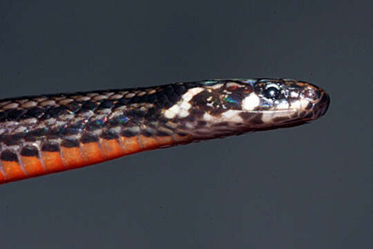 Image of Slevin's Tropical Ground Snake