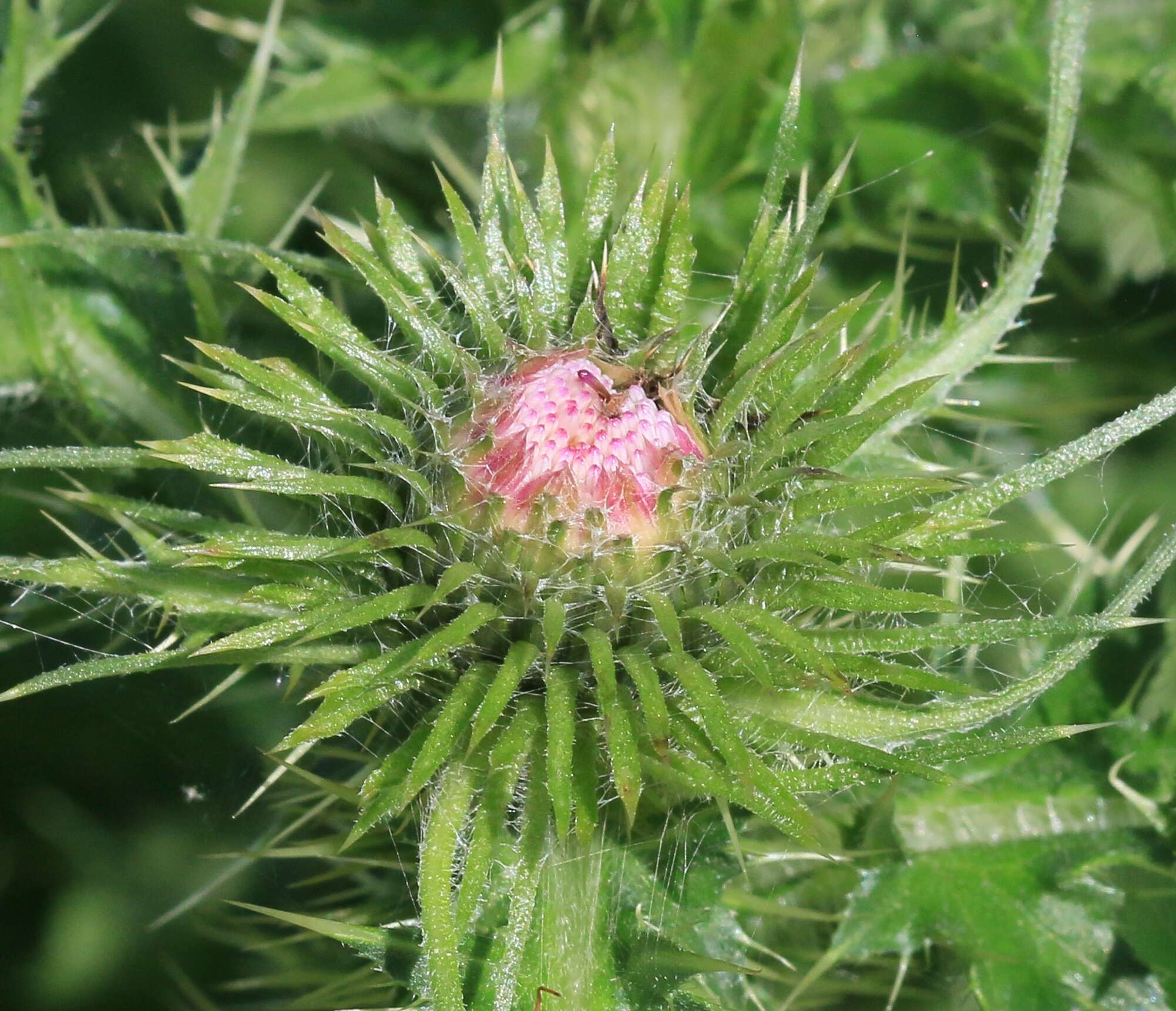 Image of curly plumeless thistle