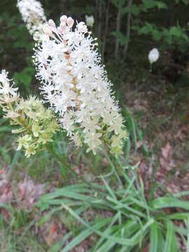 Image of amianthium