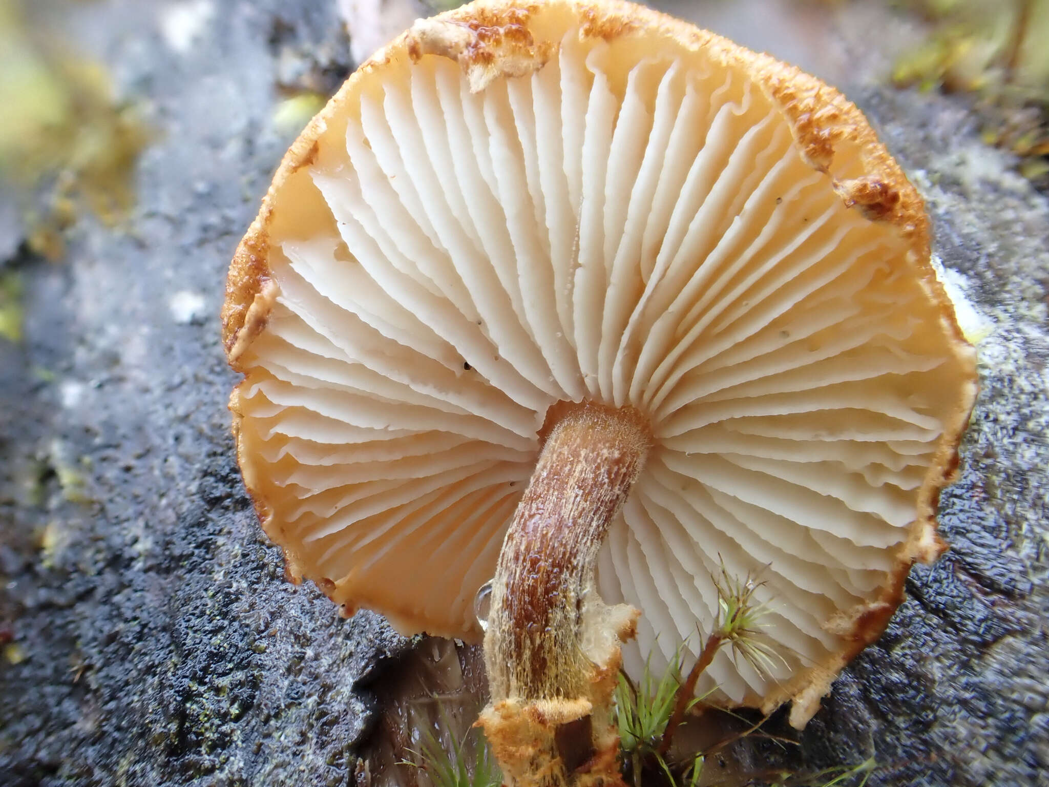 Image of Tricholomopsis flammula Métrod ex Holec 2009