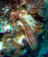 Image of Lined Triplefin