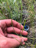 Image of Great Basin desertparsley