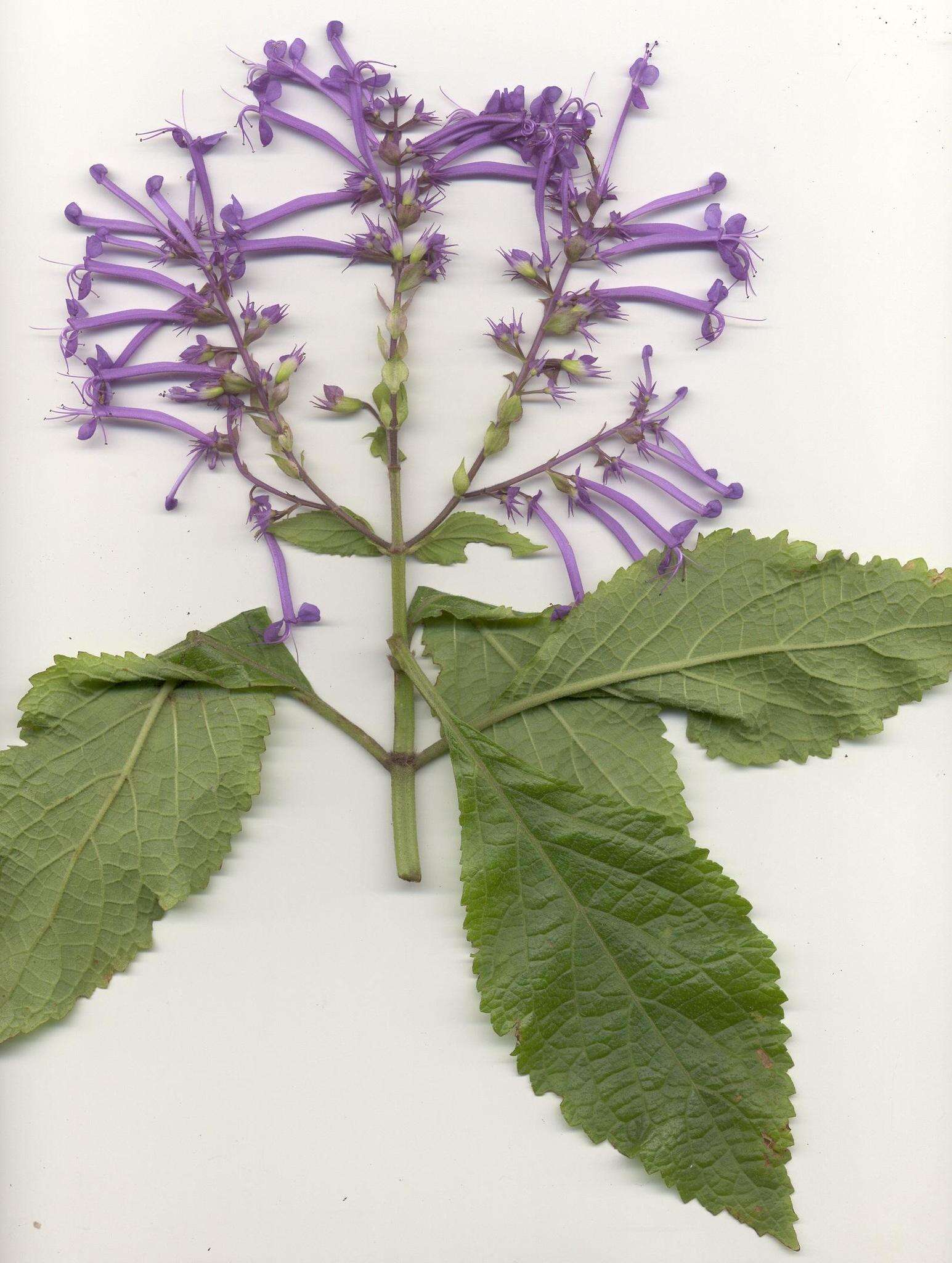 Image of Plectranthus ecklonii Benth.