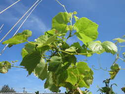 Image of wine grape