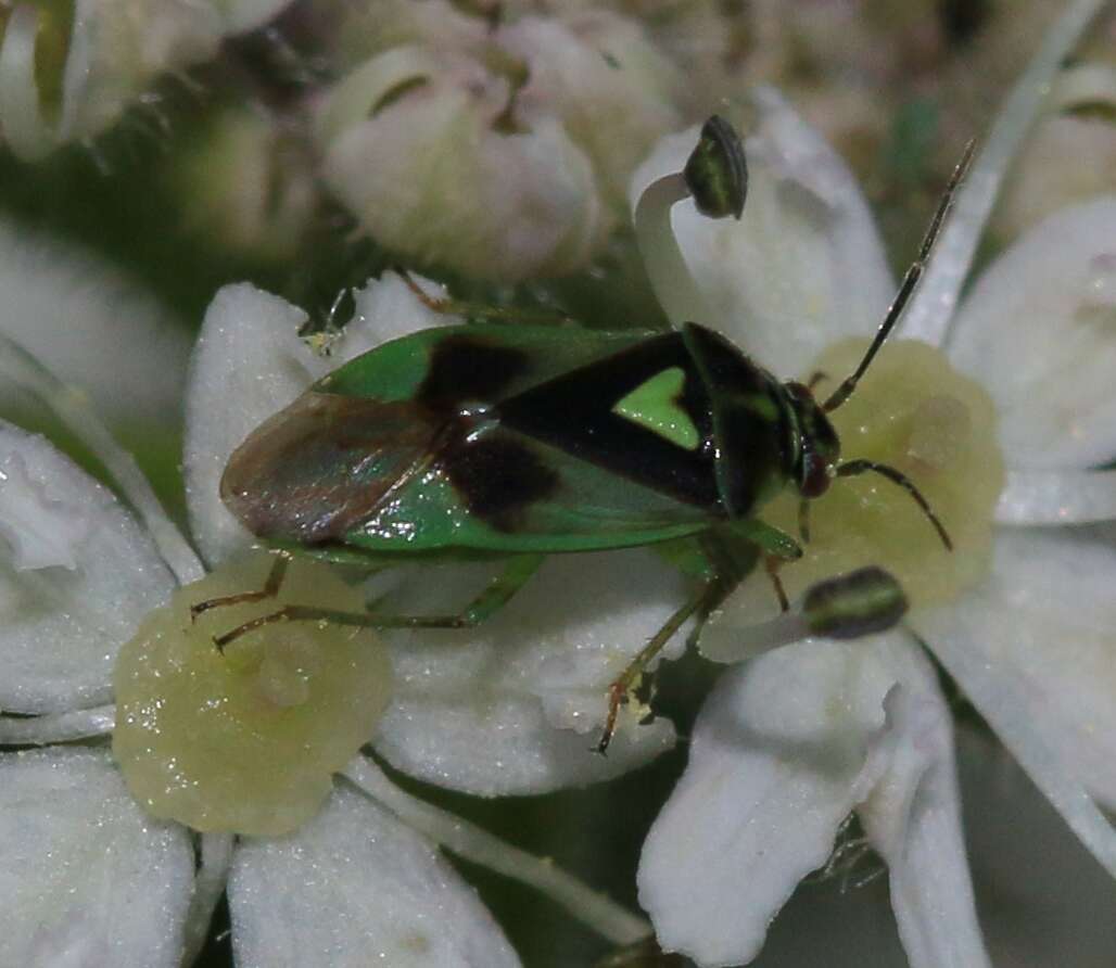 Image of Orthops campestris (Linnaeus 1758)