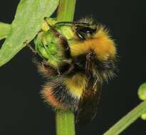 Image of Early bumblebee