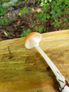 Leucoagaricus rubrotinctus (Peck) Singer 1948 resmi