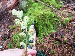 Image of whiteveined wintergreen