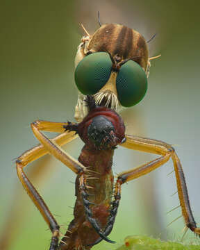 Image of Leptogaster cylindrica (De Geer 1776)