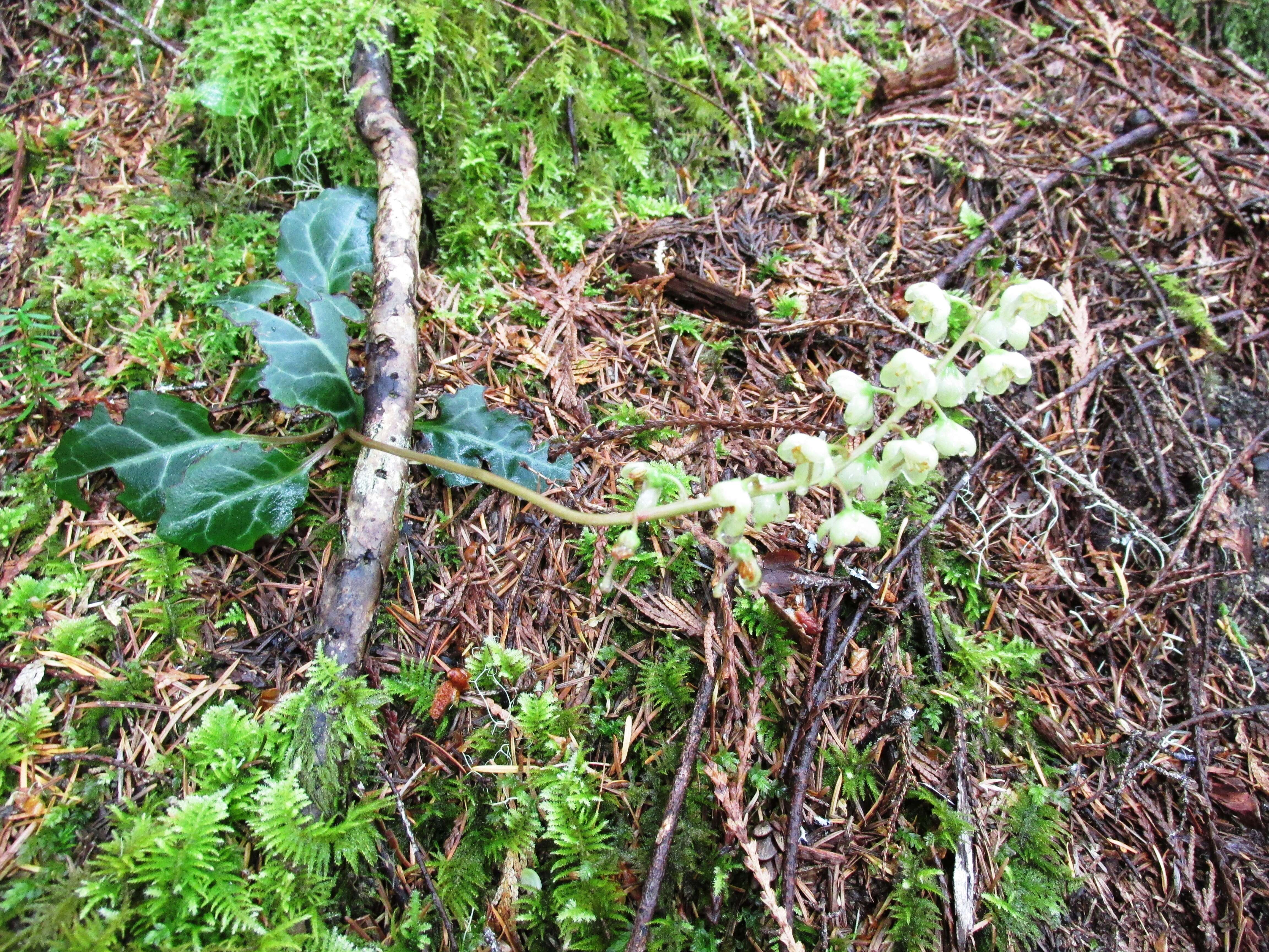 Image of whiteveined wintergreen