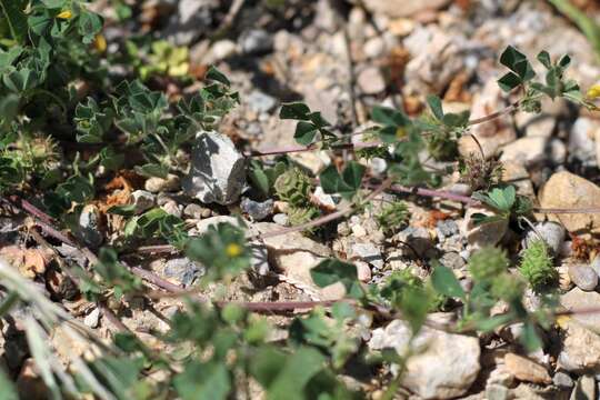 Image of Tifton burclover