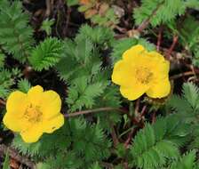 Image of silverweed cinquefoil