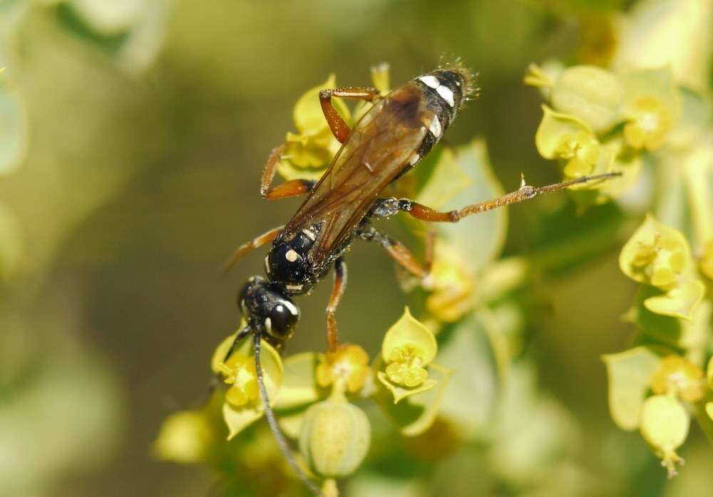 Слика од Cryptocheilus variabilis (Rossi 1790)