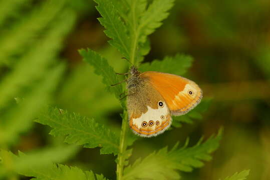 Coenonympha arcania Linnaeus 1761 resmi