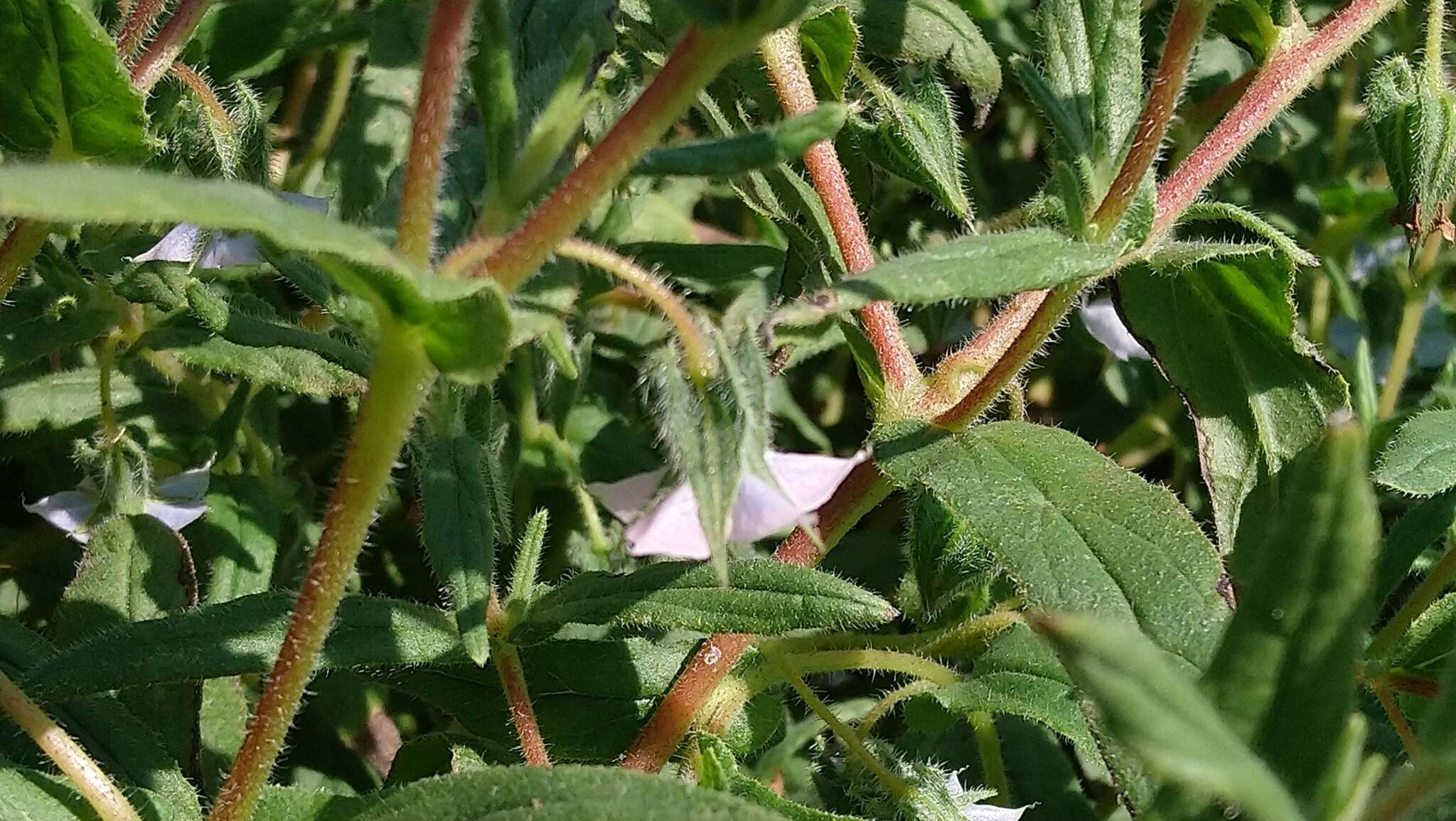 Image of Trichodesma indicum (L.) R. Br.