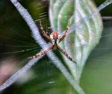 Image of Argiope perforata Schenkel 1963