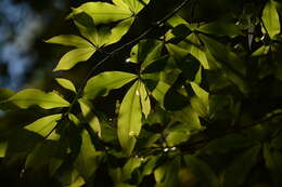 Image of Common forest ochna