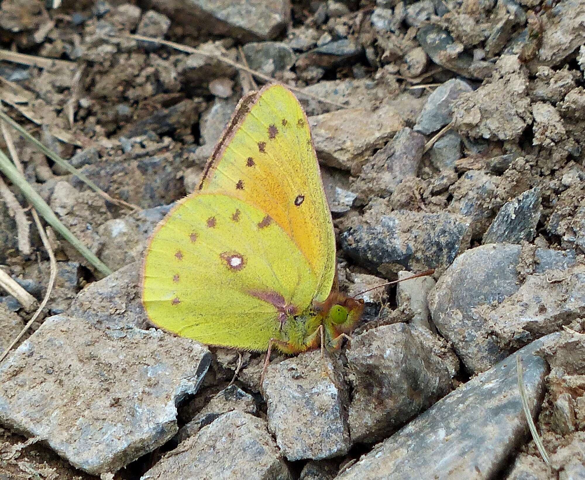 Image of <i>Colias <i>lesbia</i></i> lesbia