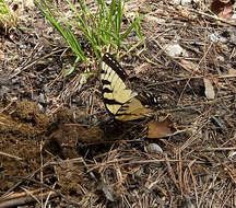 Image of Eastern Tiger Swallowtail