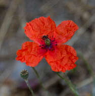 Image of corn poppy