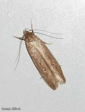 Image of Limnaecia phragmitella Stainton 1851