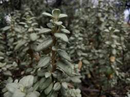 Image of roundleaf buffaloberry