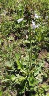 Image of lyreleaf sage