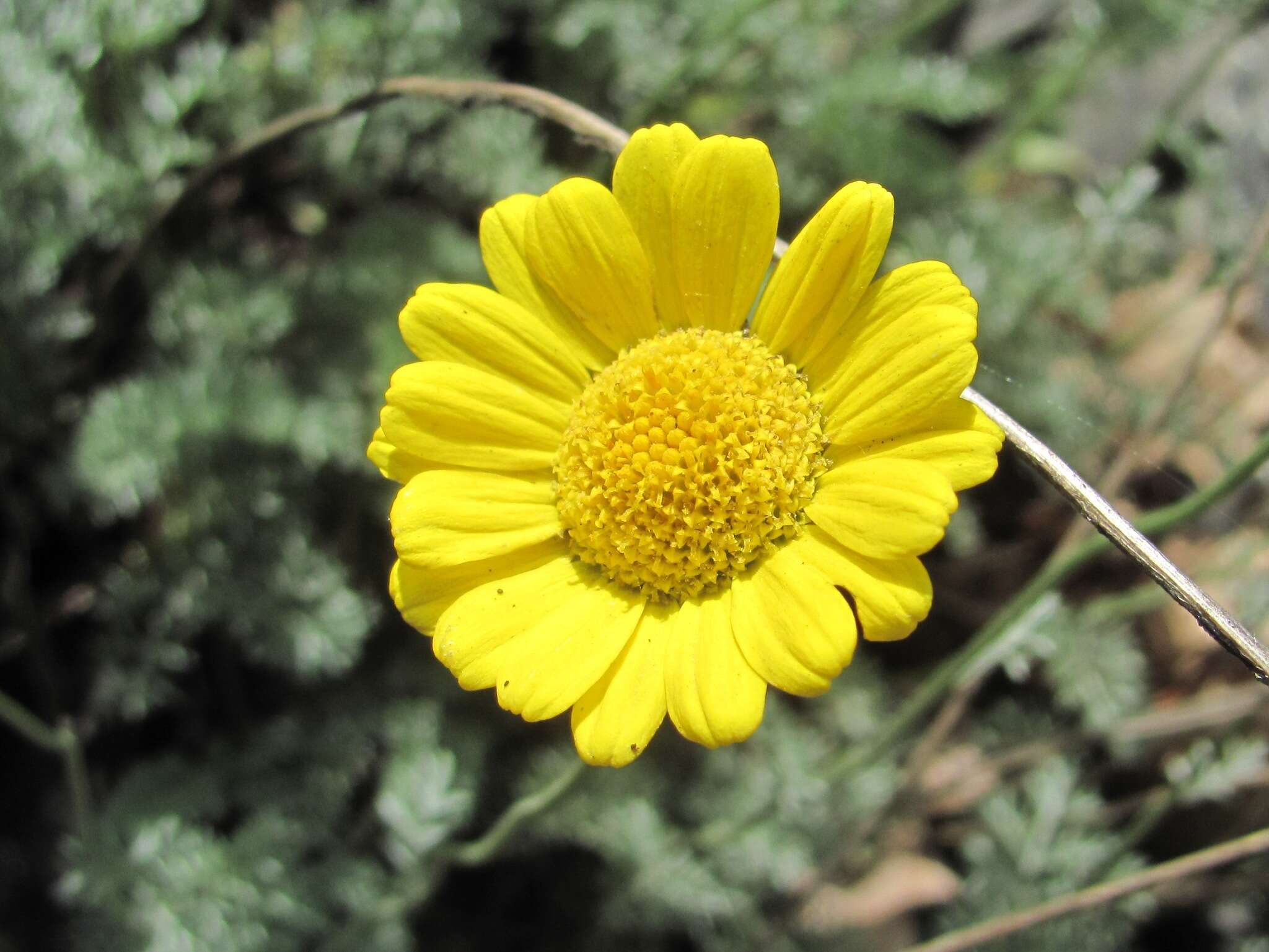 Image of Anthemis marschalliana Willd.