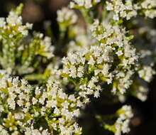 Image de Ozothamnus cupressoides Puttock & D. J. Ohlsen