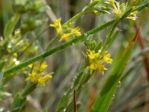 Image of Pimelea curviflora R. Br.