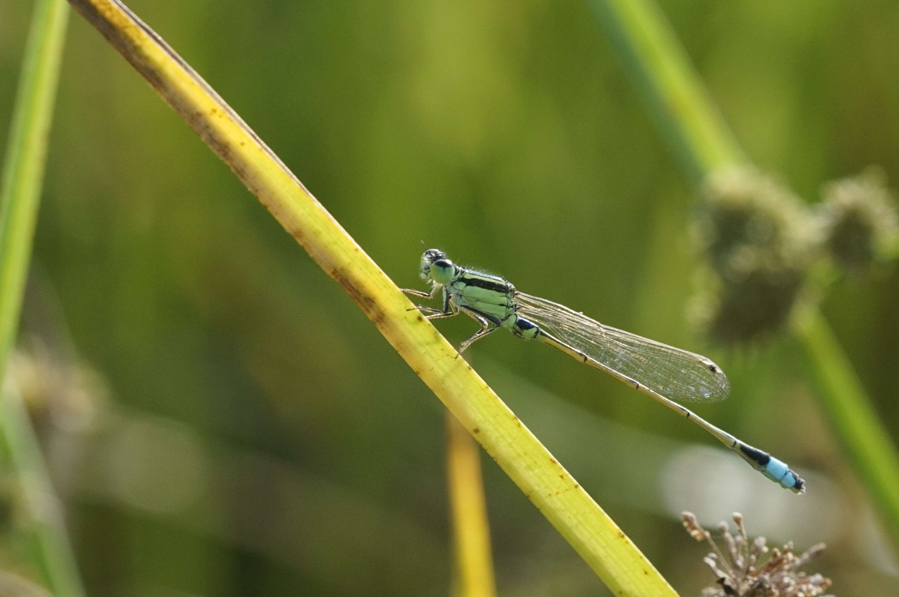 Image of Senegal bluetail