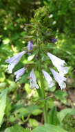 Image of lyreleaf sage