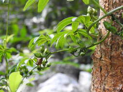 Imagem de Ipomoea heterodoxa Standl. & Steyerm.