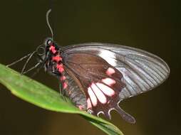 صورة Parides tros (Fabricius 1793)